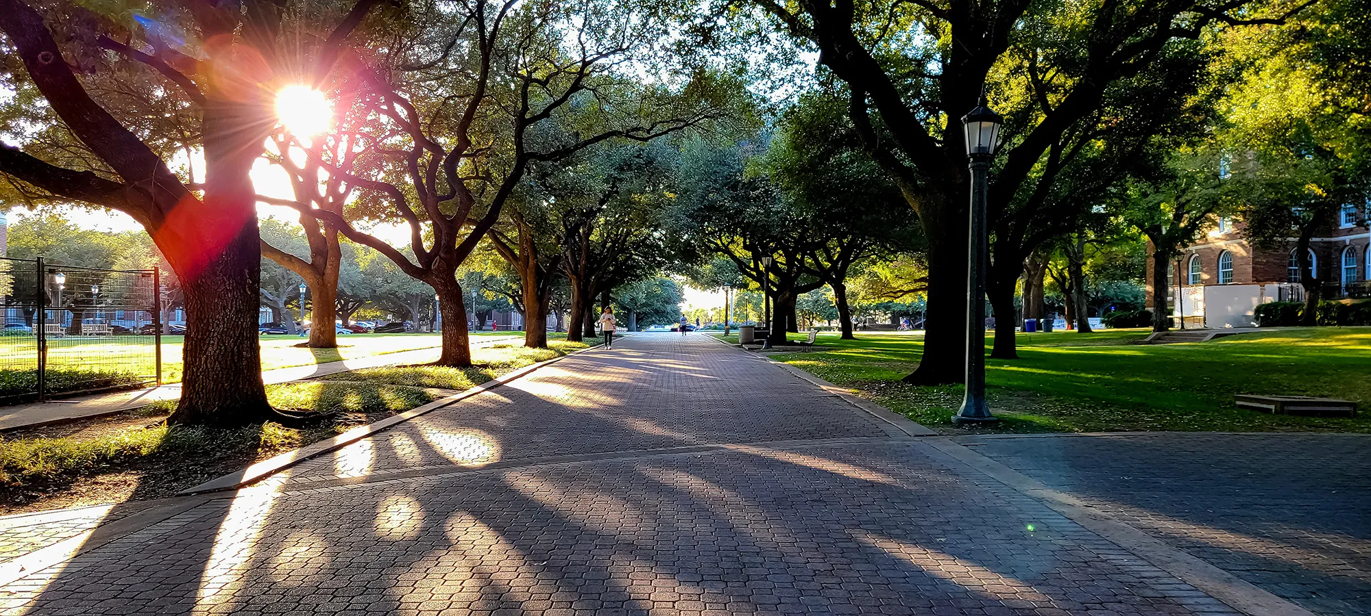 Campus Trees in the sunlight